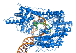 http://www.allahahizmet.org/wp-content/uploads/300px-T7_RNA_polymerase_at_work.png