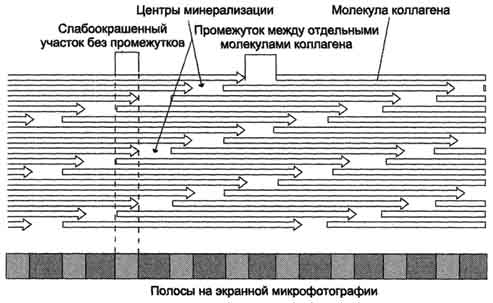 http://www.biochemistry.ru/biohimija_severina/img/B5873p693-a1.jpg